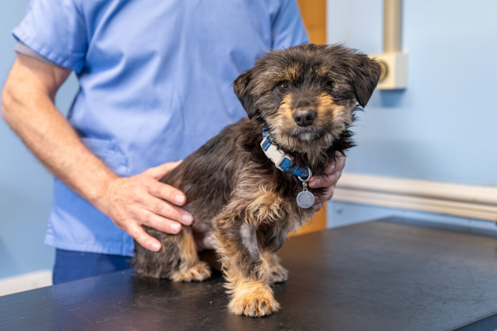 Shearbridge Veterinary Centre (Web) 2026-04 023